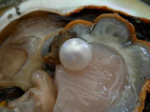 mayumi-perle
