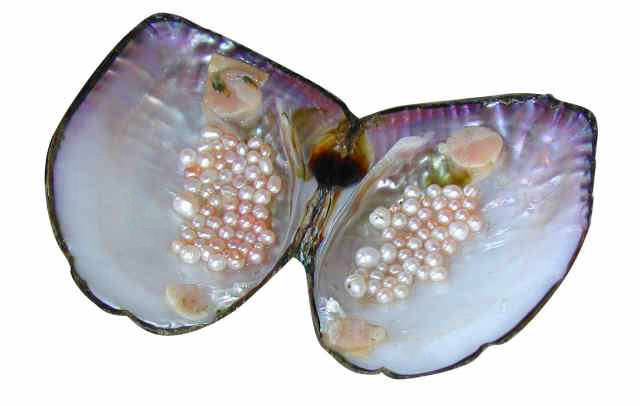 conchiglia-mayumi-perle
