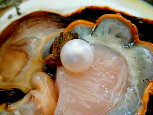 BEST BRIGHTEST REAL PEARLS FOUND IN REAL OYSTERS 